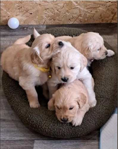 golden retriever puppies for sale  near me