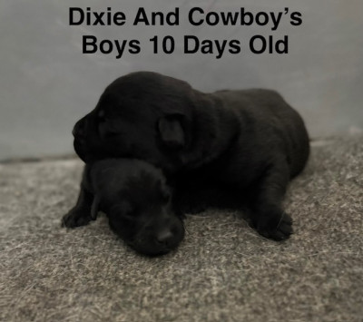 AKC Black Labrador Puppies