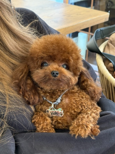Toy Poodle in Chinese Type Baby Face