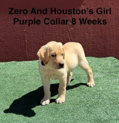 AKC Light Fox Red And Yellow Labrador Puppies
