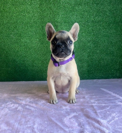 AKC Female French Bulldogs