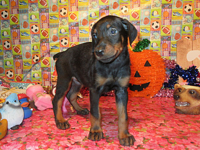 DOBERMAN PUPPIES FOR SALE!