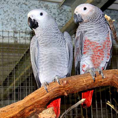 CongoAfricanGrey.jpg