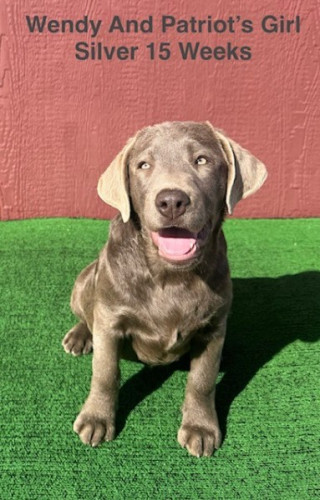 AKC Female Labrador Puppies