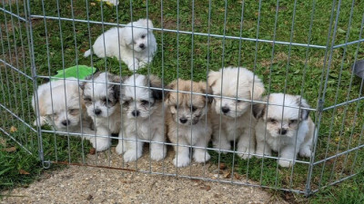 Healthy Maltese Pups 