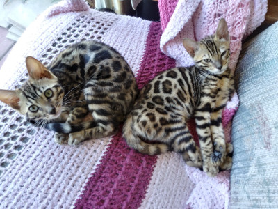 Beautiful purebred Bengal kittens 