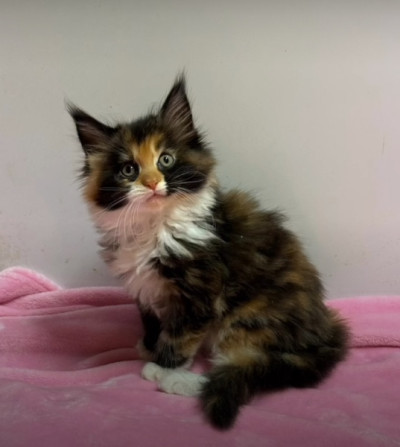 Affectionate Maine Coon Kittens 