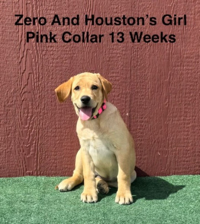 AKC Light Fox Red &amp; Yellow Female Labrador Puppies