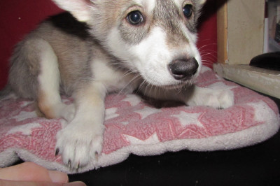 wolf cubs for sale