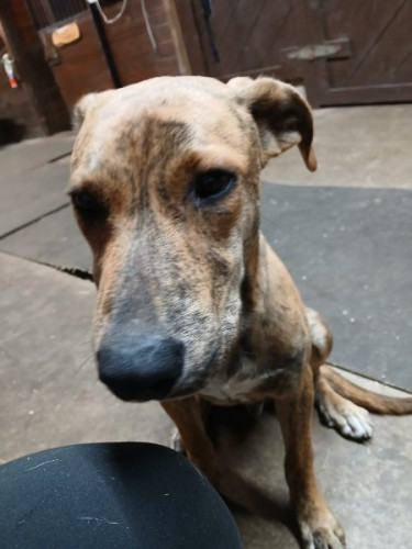 Free puppies but would like a small rehoming fee.