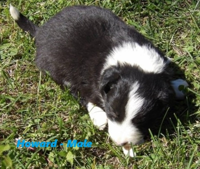 Howard - ABCA Border Collie Puppy DOB 4-19-26