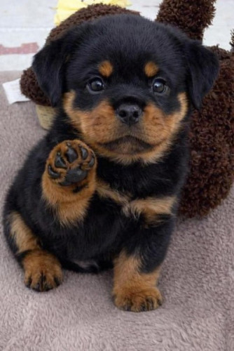 rottweiler-puppies-for-sale