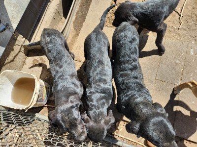 Black Labrador puppies born 12-21-2023