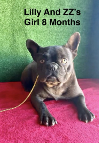 AKC Female French Bulldog