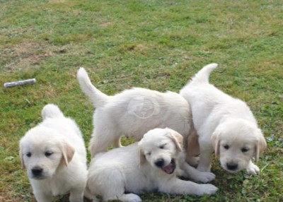 Golden Retriever puppies