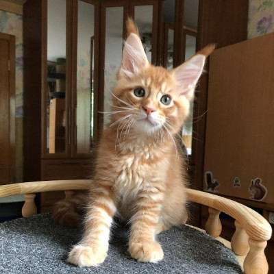 Adorable mainecoon kittens for adoption 