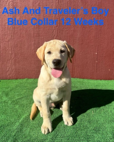 AKC Yellow And Black Lab Puppies