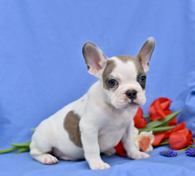 Home Raised English Bulldog Puppies Available