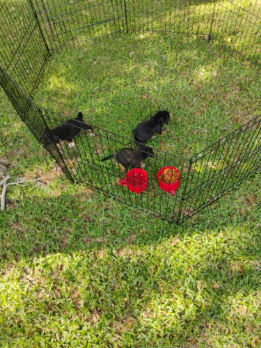 Puppies 
