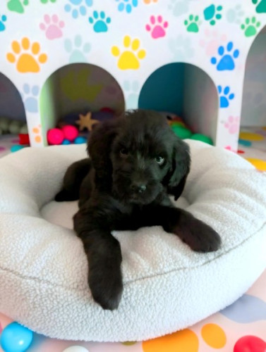 Playful &amp; Heartwarming Labradoodle Puppies