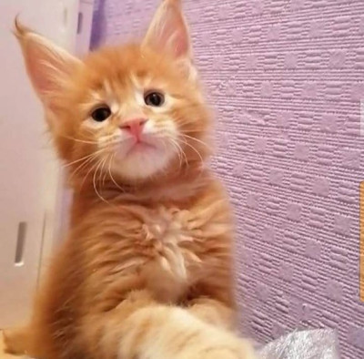 Lia Adorable Maine coon kittens WhatsApp 581907297