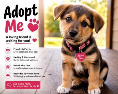     Adorable Puppy Ready for a Loving Forever Home