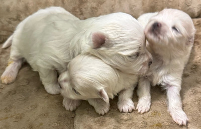A.K.C. Maltese Puppies For Sale