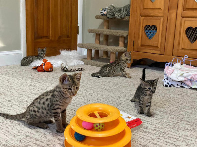 Savannah F5 Kittens