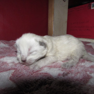 Ragdoll kittens for sale