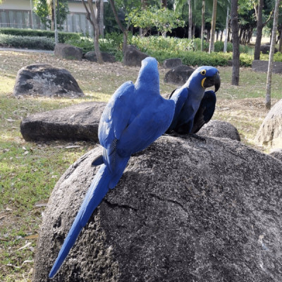 Pair Hyacinth Macaw for sale