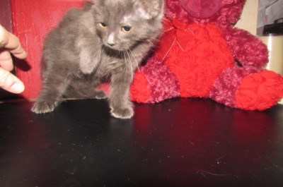 Ragdoll kittens for sale