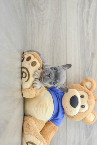 Margot French Bulldog Puppy