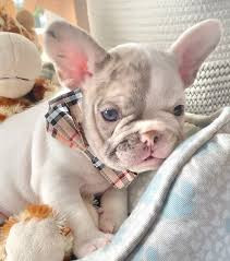 French Bull Dog Puppy