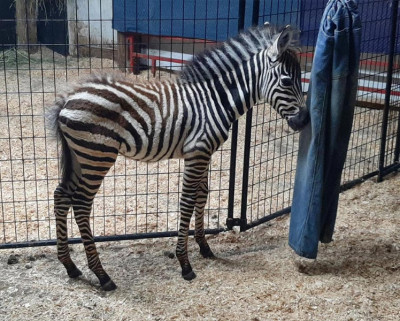 Young Zebras For sale