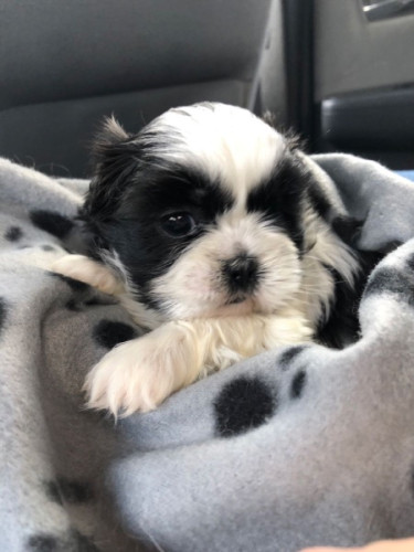 Beautiful Shih Tzu Puppy - Meet Coco, a Black &amp; Wh
