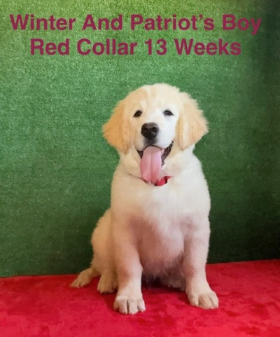 AKC White Long Hair And Standard Coat Lab Pups