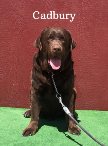 AKC Chocolate English Labrador Stud Service