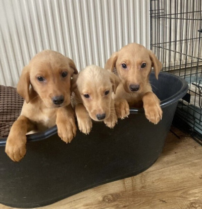 Labrador puppies