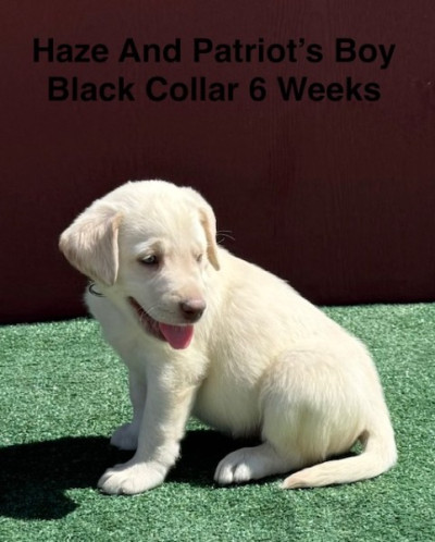 AKC Yellow And Champagne Labrador Puppies