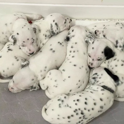 Dalmatian Puppies for Adoption (803) 284-6348 