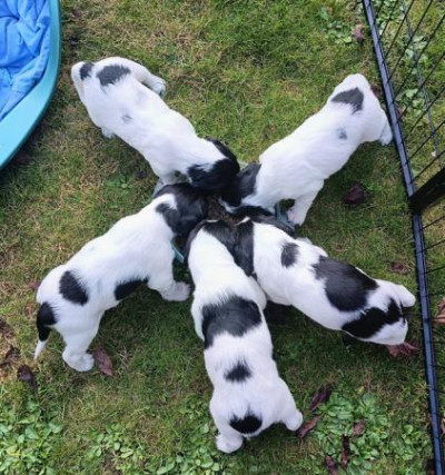 English Springer Spaniel puppies