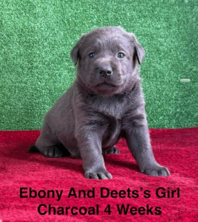 AKC Charcoal And Black Labrador Puppies