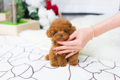 Toy Poodles puppies WhatsApp. +1 (440) 613-9387
