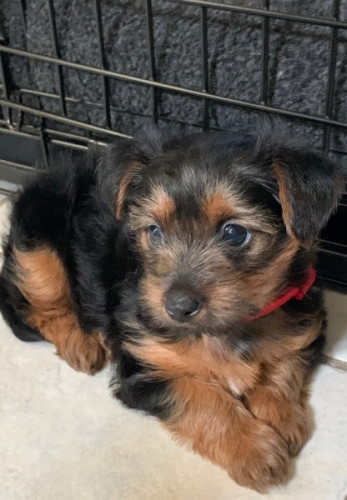 Our beautiful Yorkshire puppies