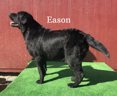 AKC Black English Labrador Stud Service