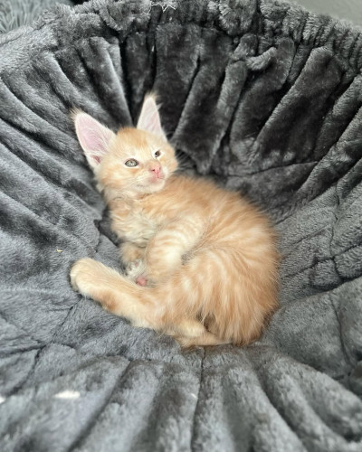 Adorable mainecoon kittens for adoption 