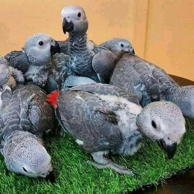 Super Cuddly Tame Baby African Grey