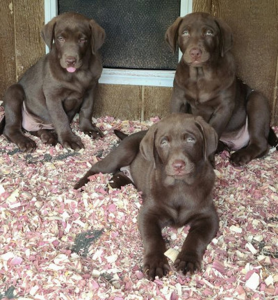 Lily's puppies at 10 weeks old, picture # 1.jpg