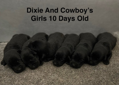 AKC Black Labrador Puppies