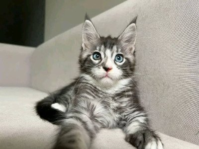 Maine Coon Kittens Available